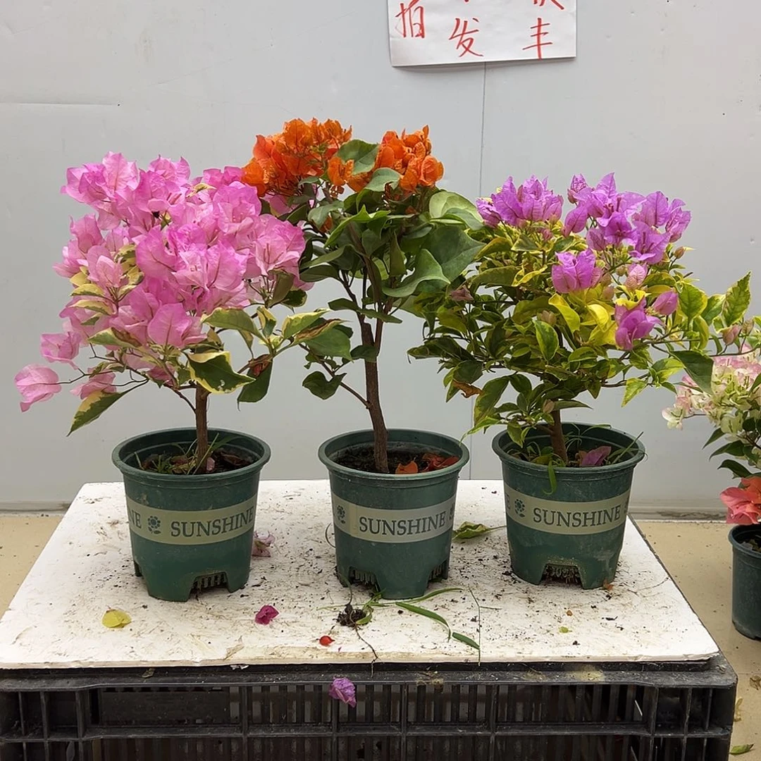大部分花苞少量开放中国丽人，明扬橙，金边粉可爱组合