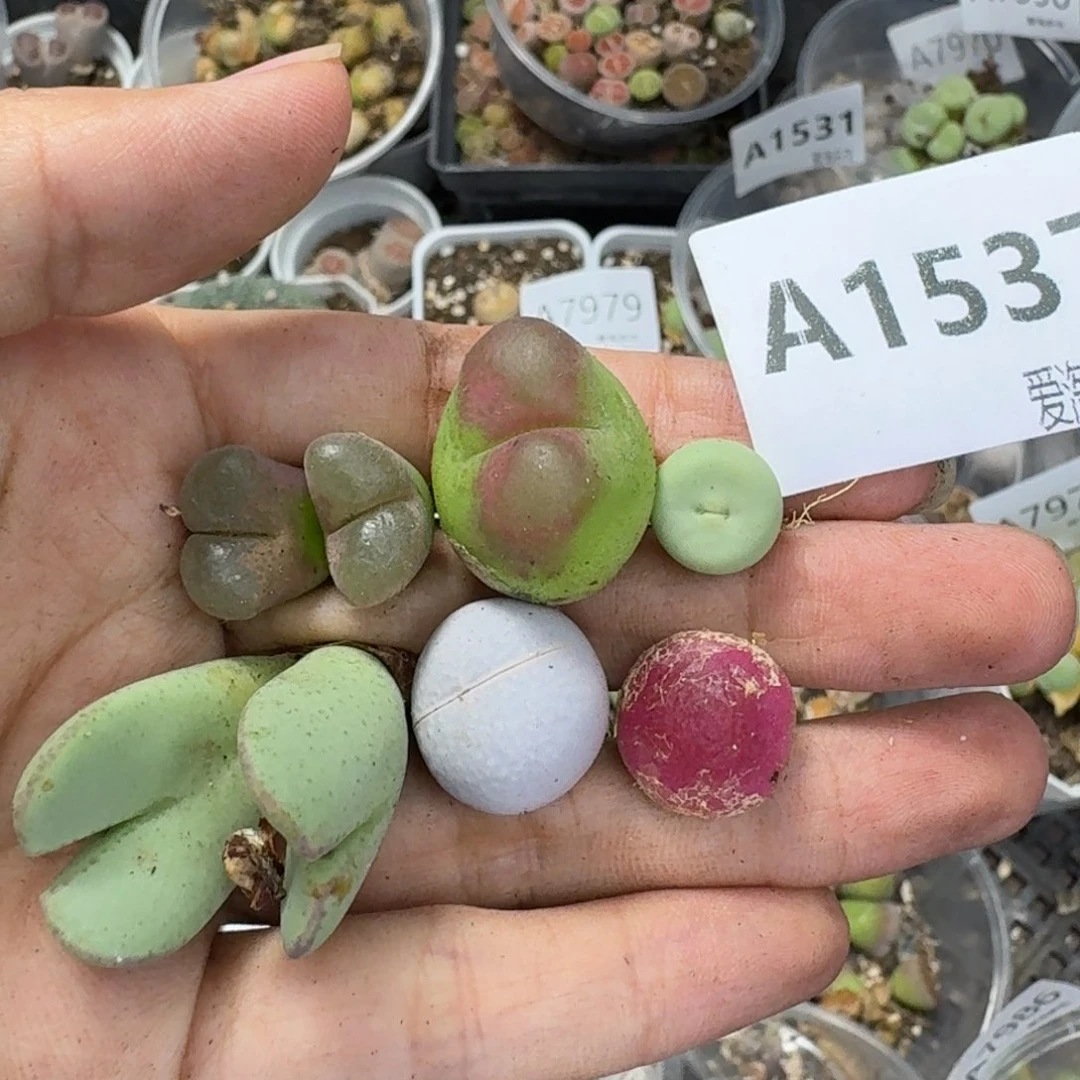 1537 生石花和肉锥