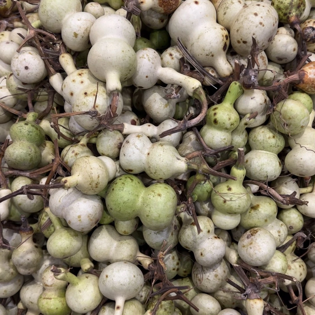 青皮不包成 不退不换