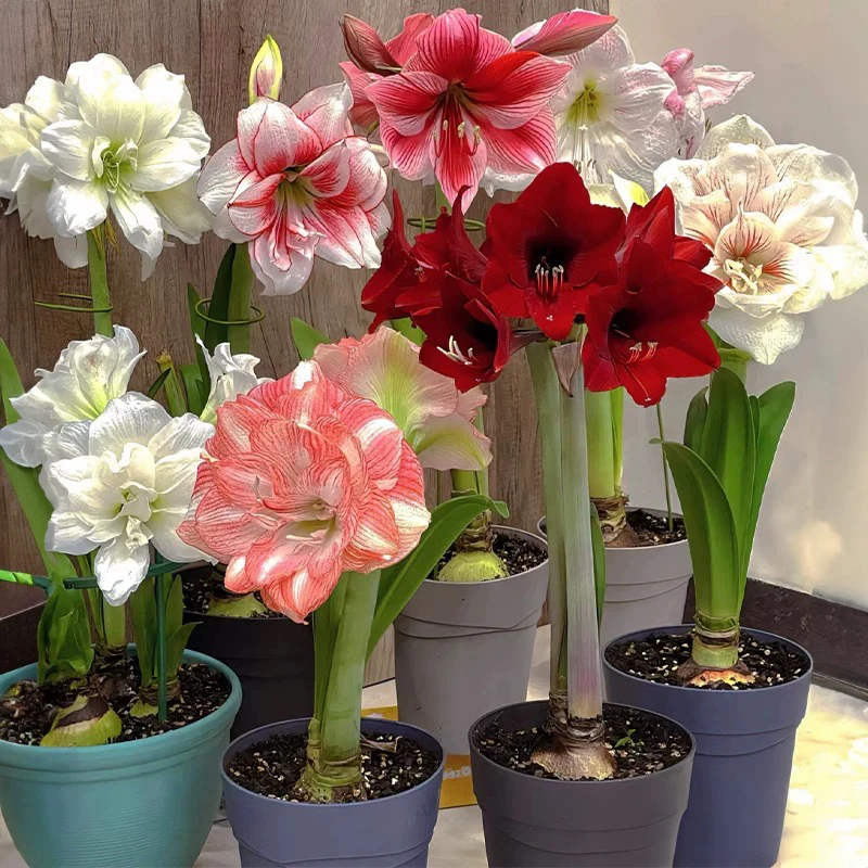 多个品种朱顶红种球4-5厘米大花重瓣