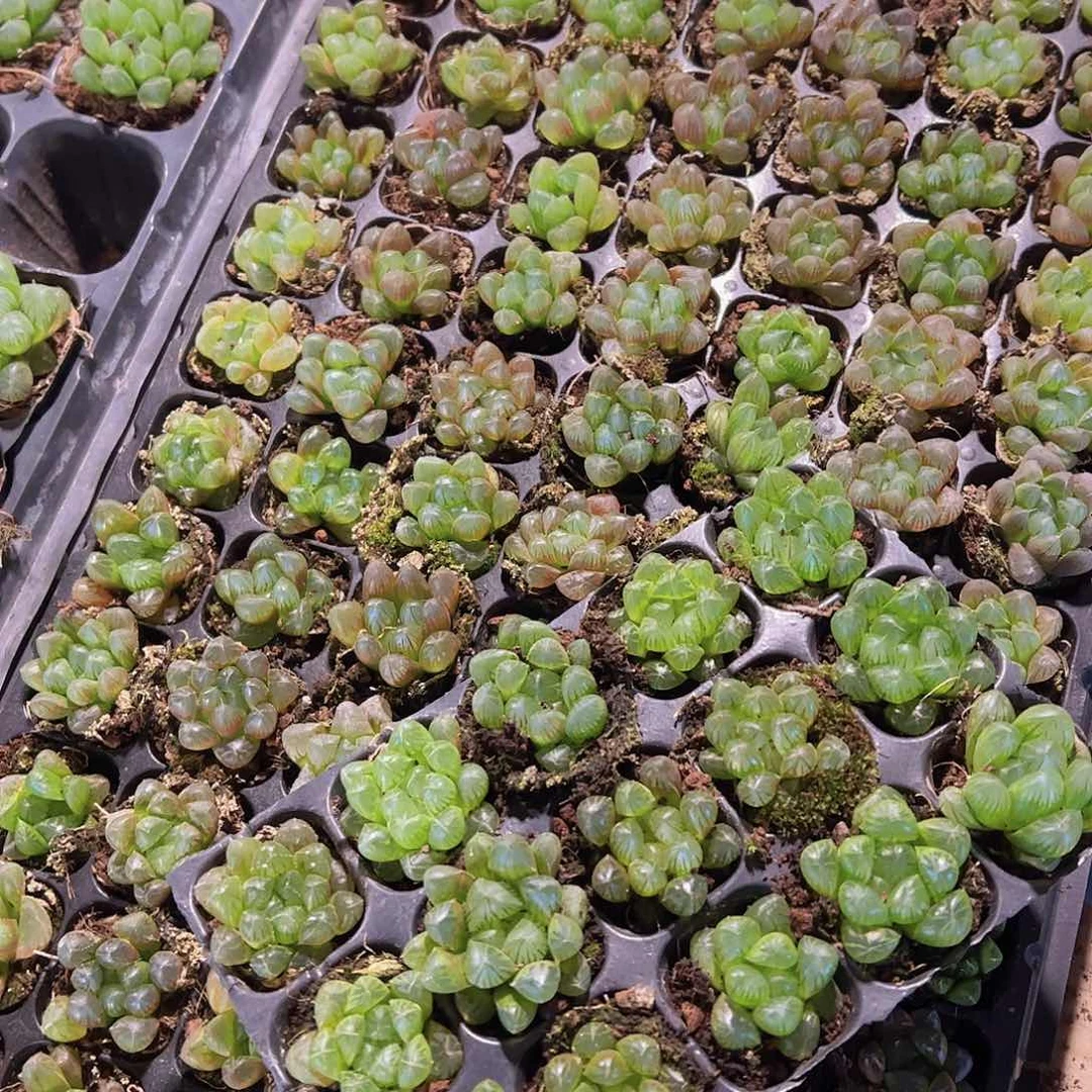 105孔玉露15颗带穴盘量拍