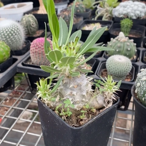 随**落大黑母本6仙人球