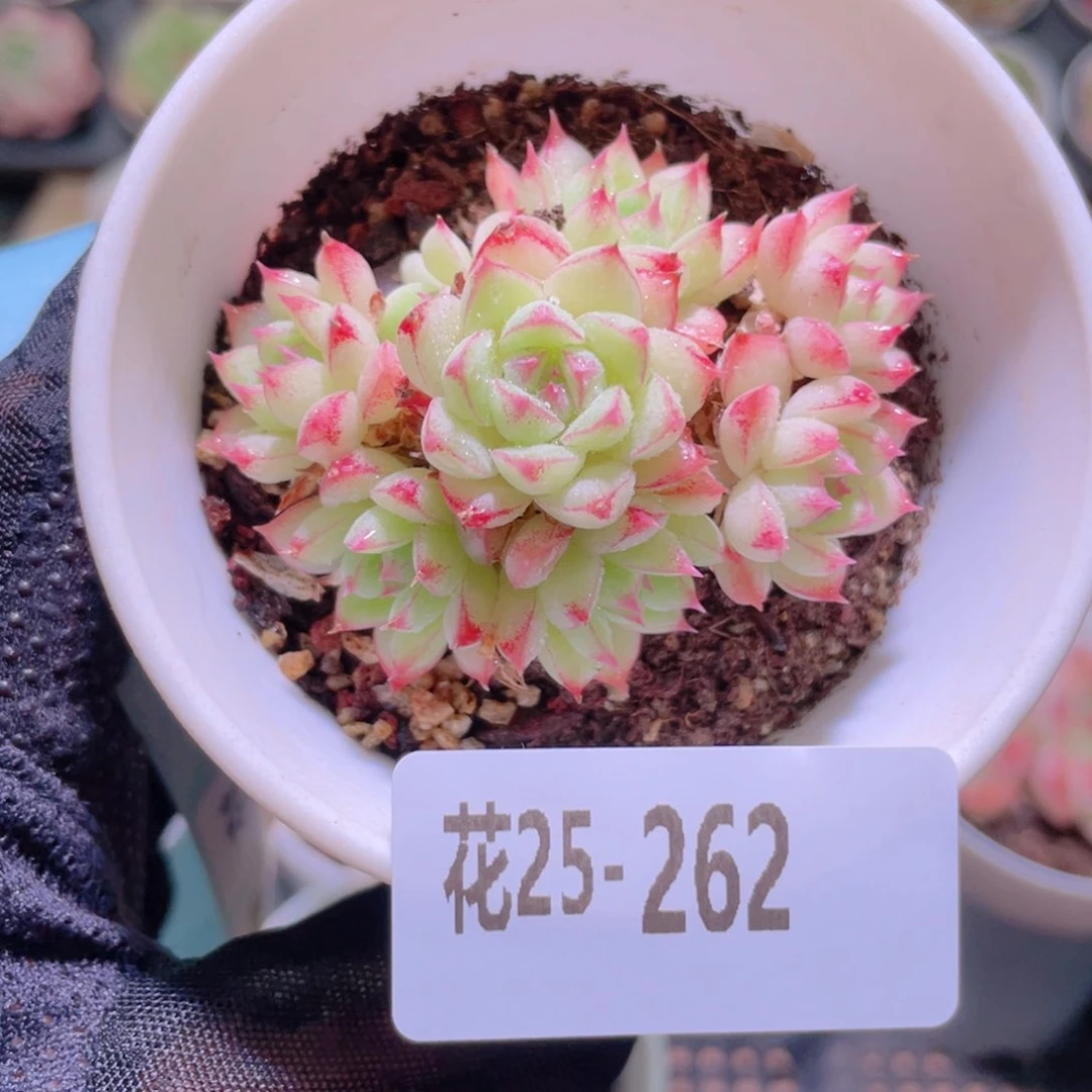 花利美25-262海王