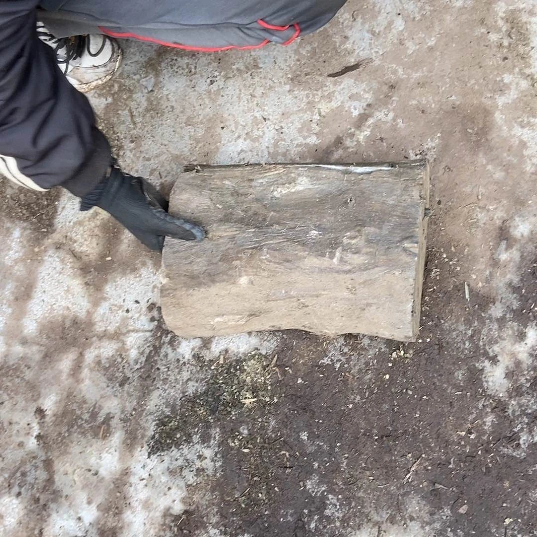 金丝楠阴沉木小叶帧楠