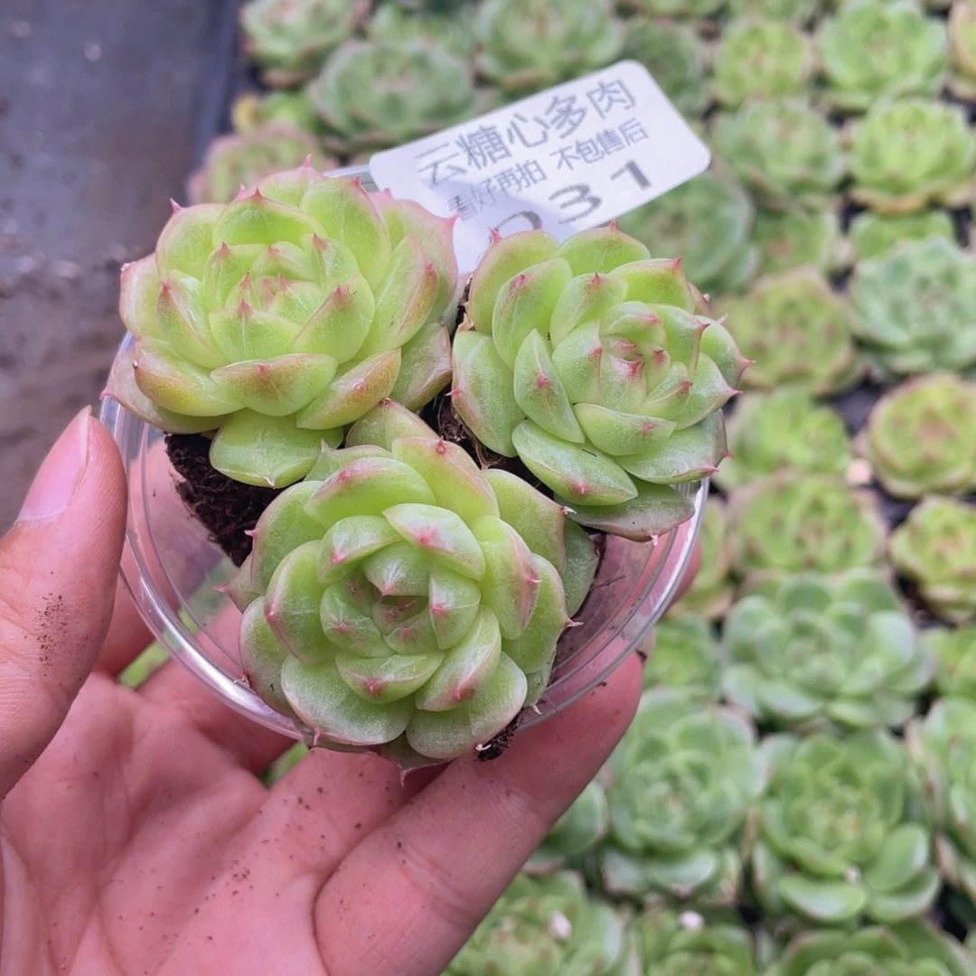 云糖心多肉植物31