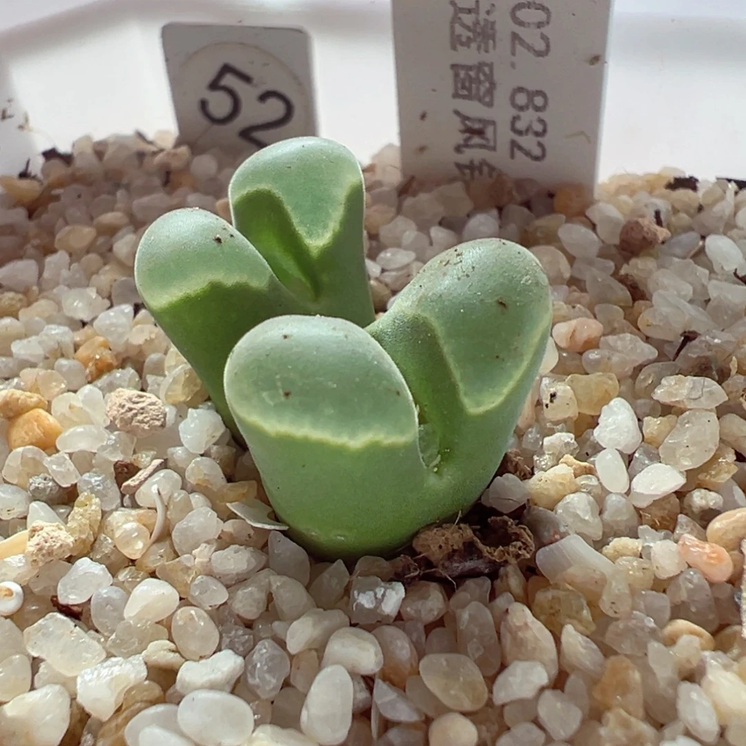 104-511多肉多肉832极窗