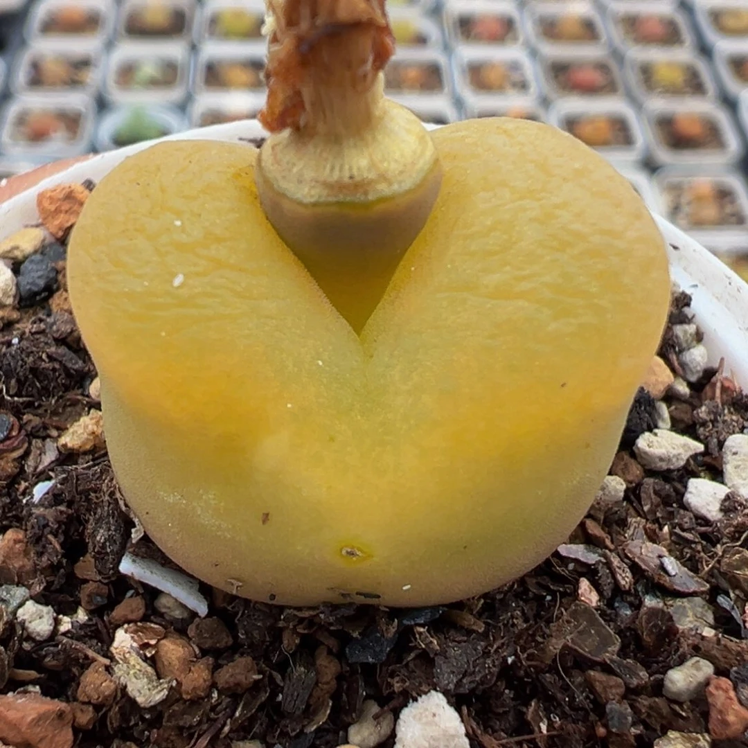 258多肉植物种类和