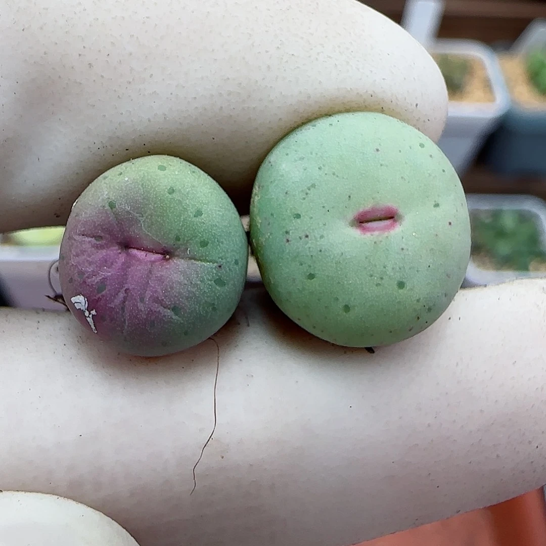 029福利福利福利