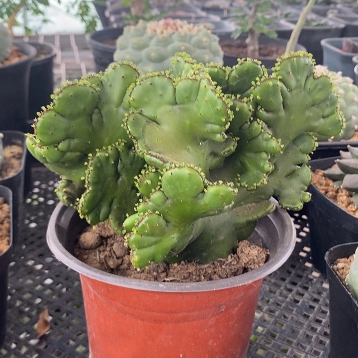 光棍树缀化，一物一拍。一单包邮