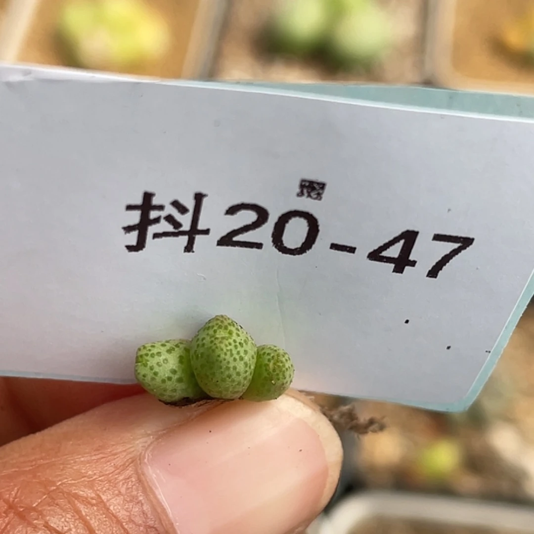 20-47草莓斑马多肉植物