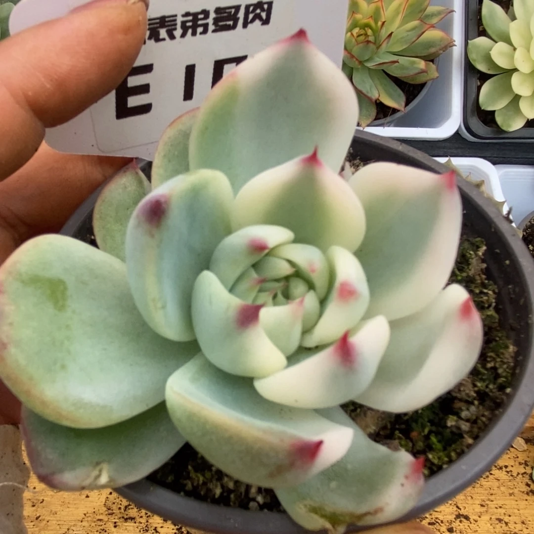 101娃娃哈哈恍恍惚惚