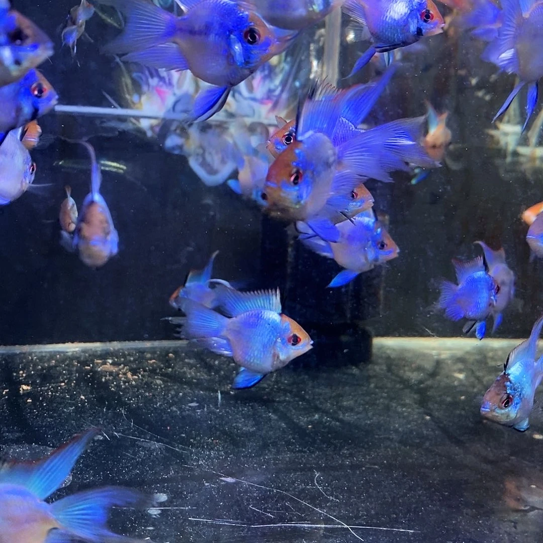 短鲷鱼超圆体蓝波子一公一母