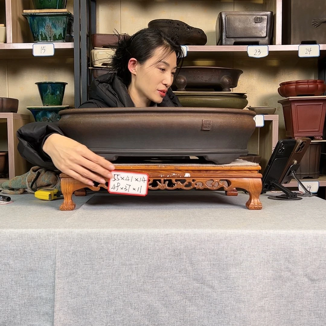 紫砂花盆柏*289665999866559