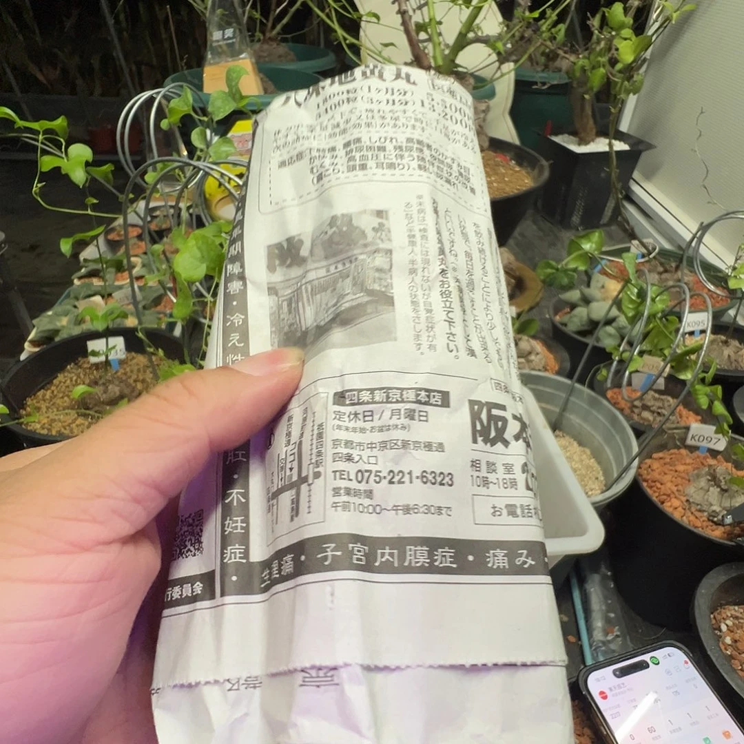 C***z多肉植物专拍 一物一拍 南非龟甲龙99999