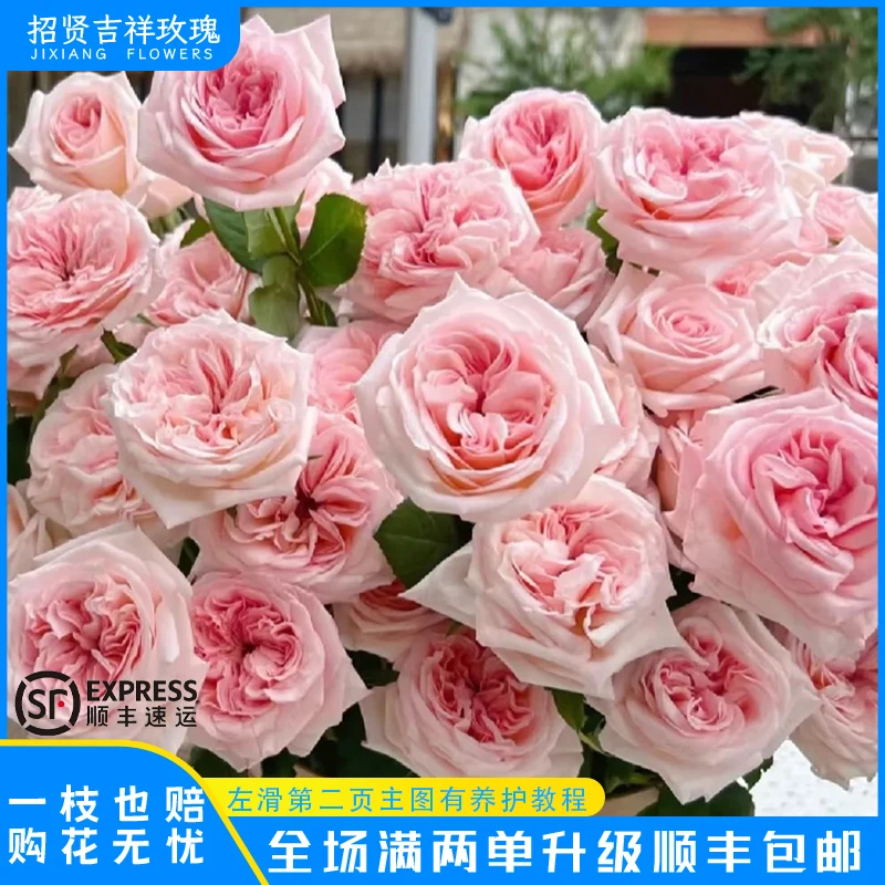 【粉荔枝A/B】蜜桃粉荔枝香山东基地直发现采现摘顺丰包邮 直播专享