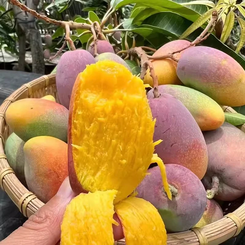正宗海南贵妃芒果5斤8斤芒果自然熟新鲜应季水果现摘现发