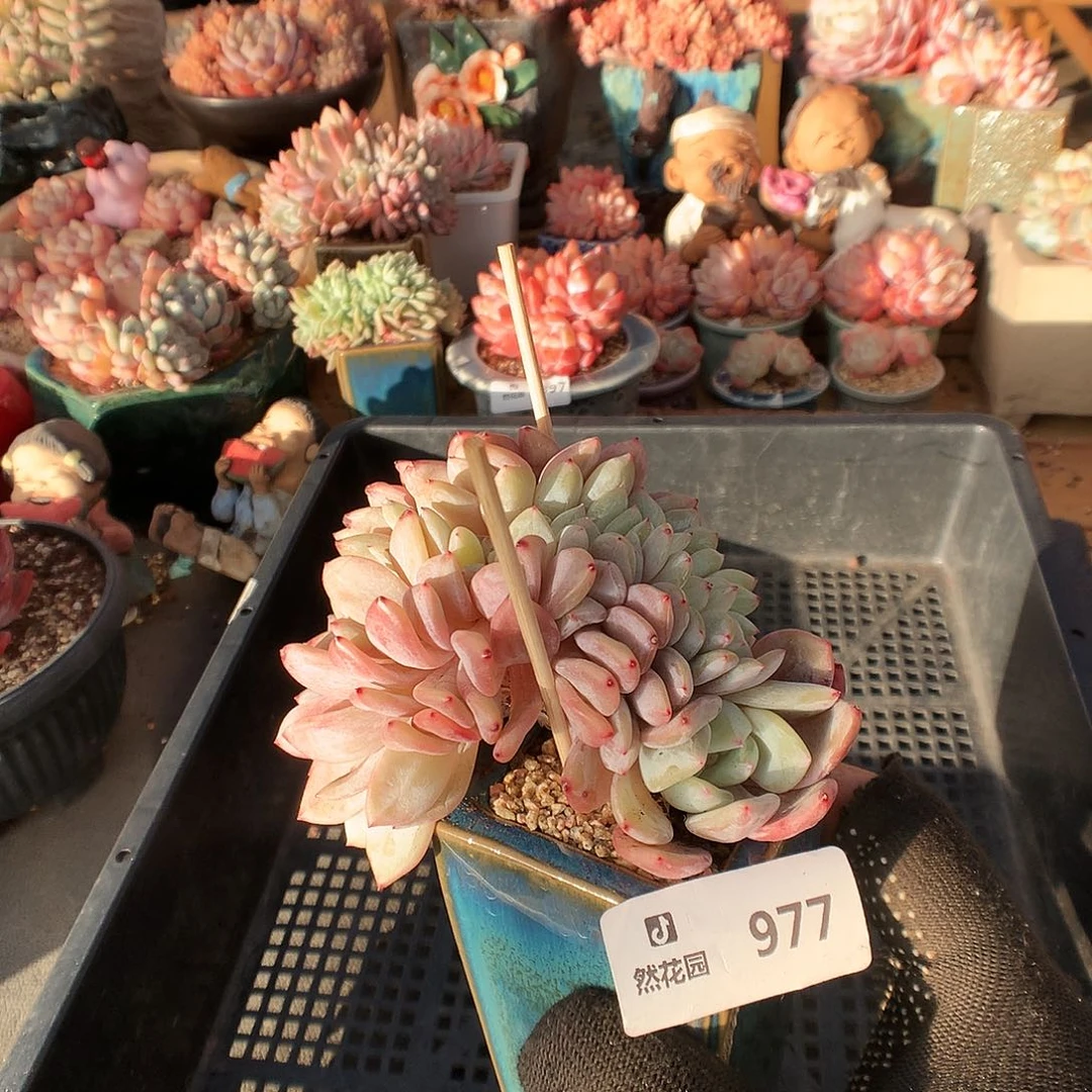 977梦露綴化多肉植物66666