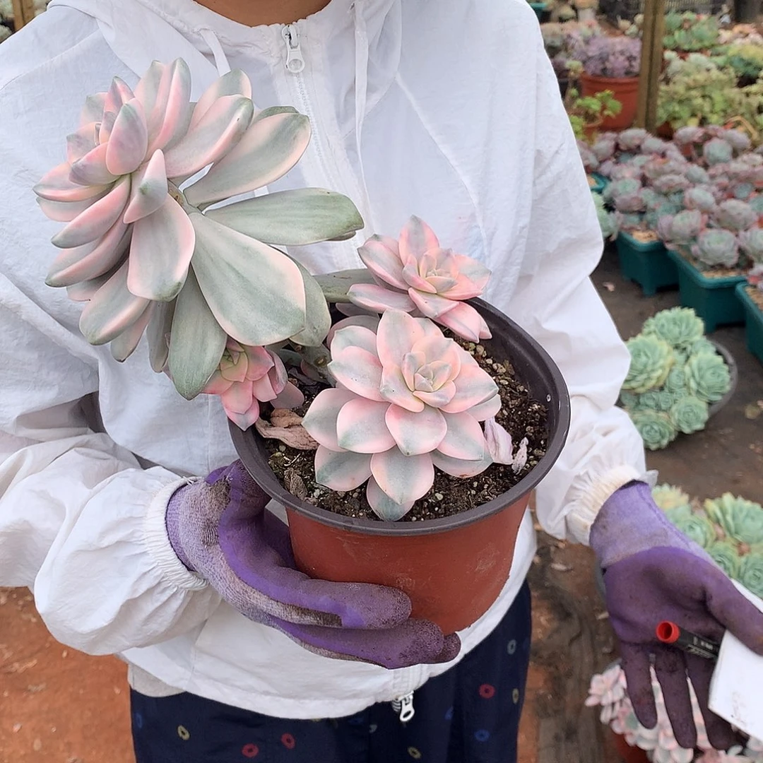 紫乐锦4头起22.8 多肉植物量拍