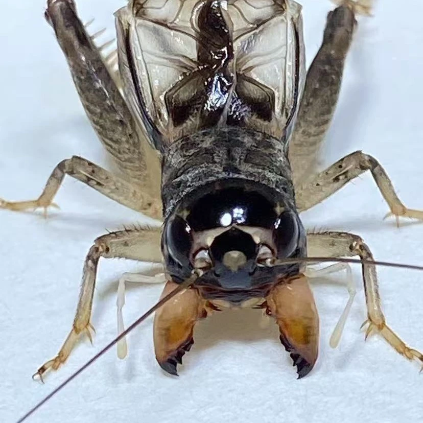 杭州阿五银刺蟋蟀