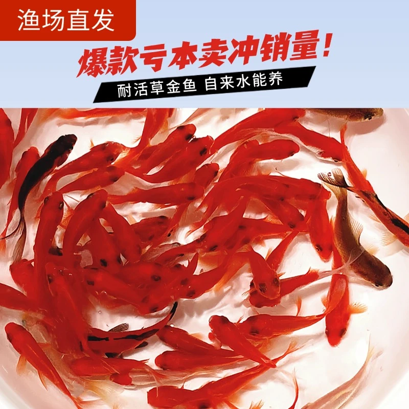 养不死的金鱼活鱼观赏鱼大红草金大尾巴草金好养耐活大小金鱼包邮