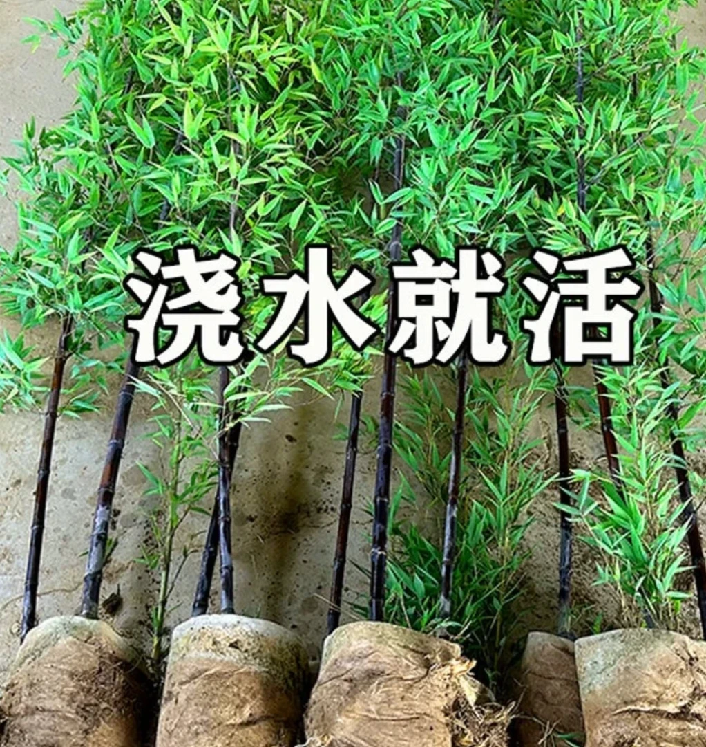 紫竹苗庭院观赏竹围墙绿篱隔断四季长绿北方可种抗冻耐寒南北可种