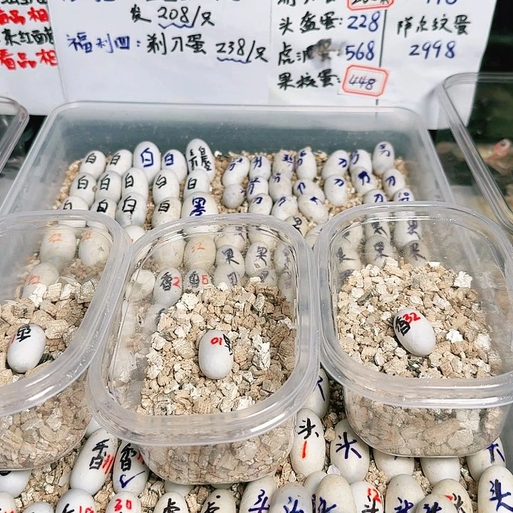 不分公母蛋龟麝香88福利