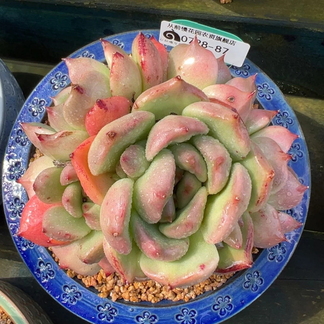 从前慢多肉精选编号0728.87