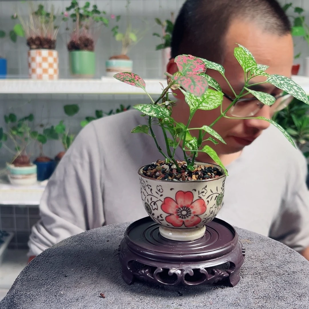 泡***满无花朵29