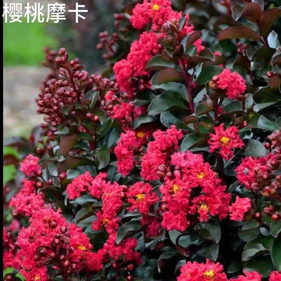 【樱桃摩卡】紫薇花耐热耐寒多年生木本花卉庭院阳台好养