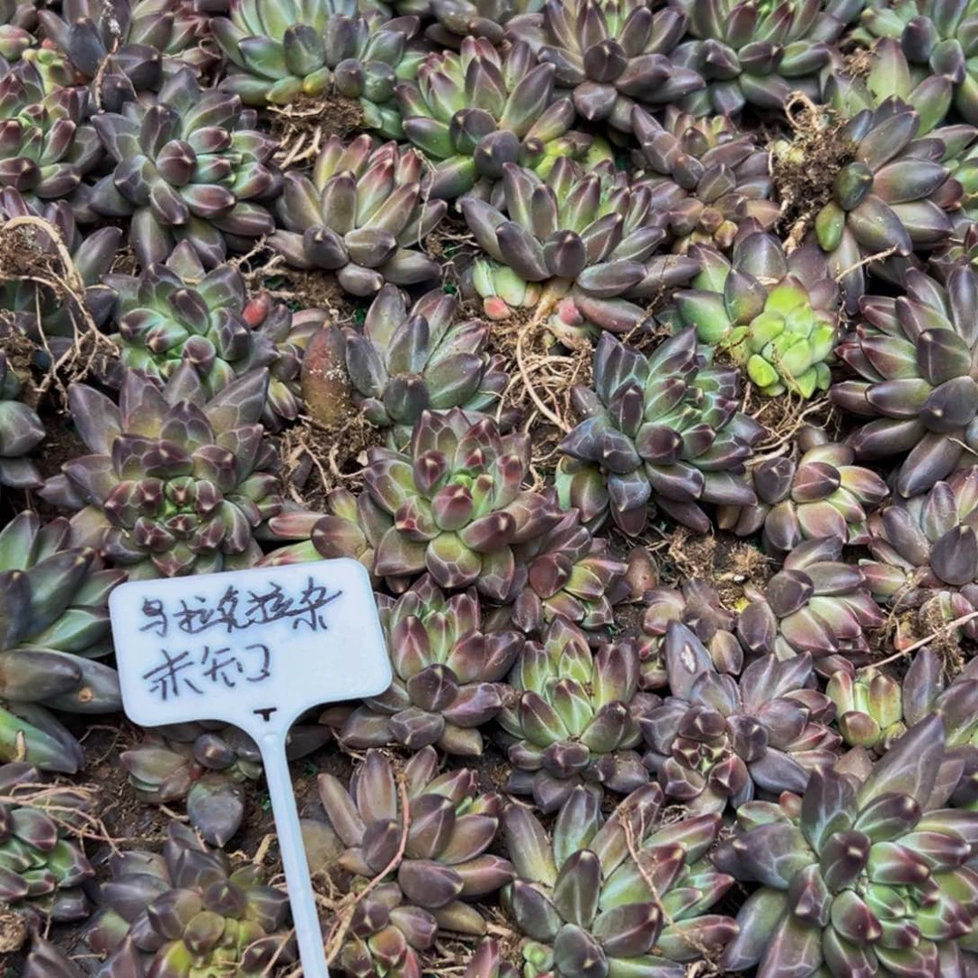 6颗一组 大小混发 同款