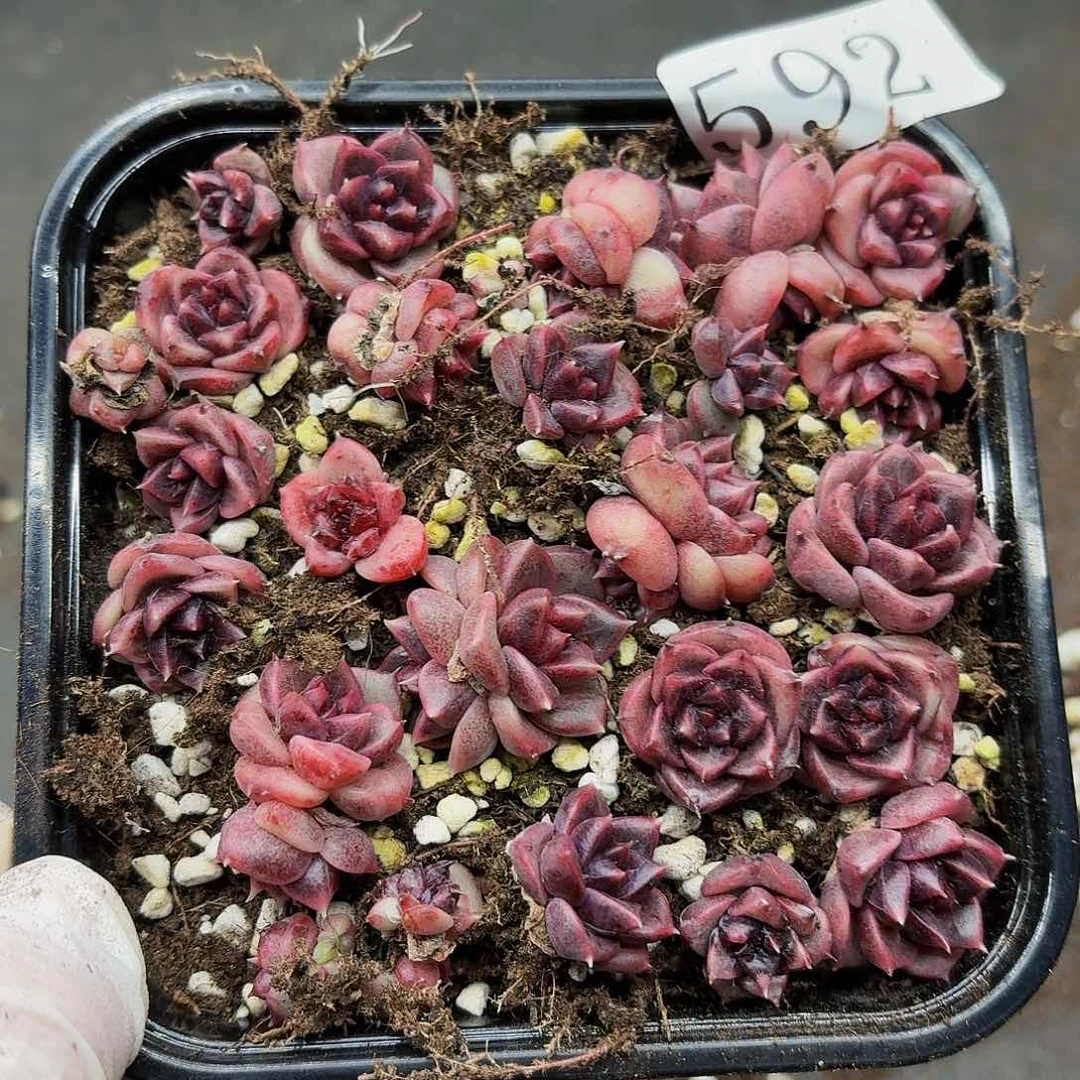 多肉植物多肉植物592