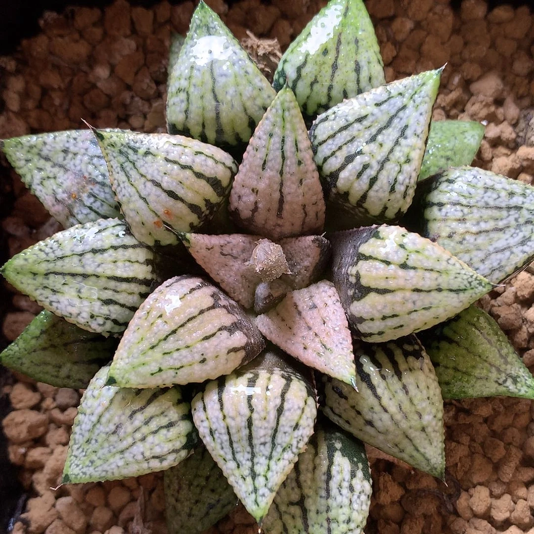 实生母本白银daiufotuo