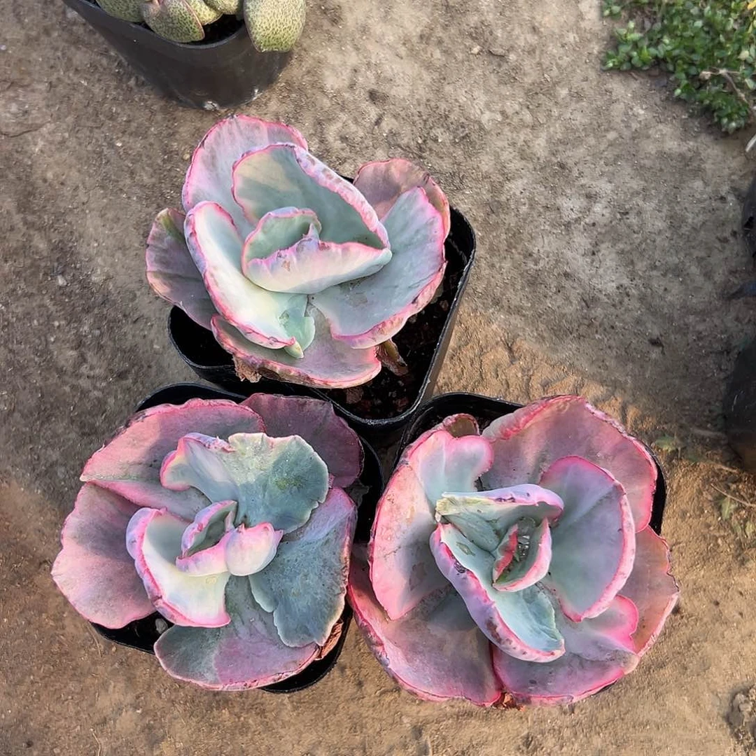 ✨****多肉植物三颗飞云锦