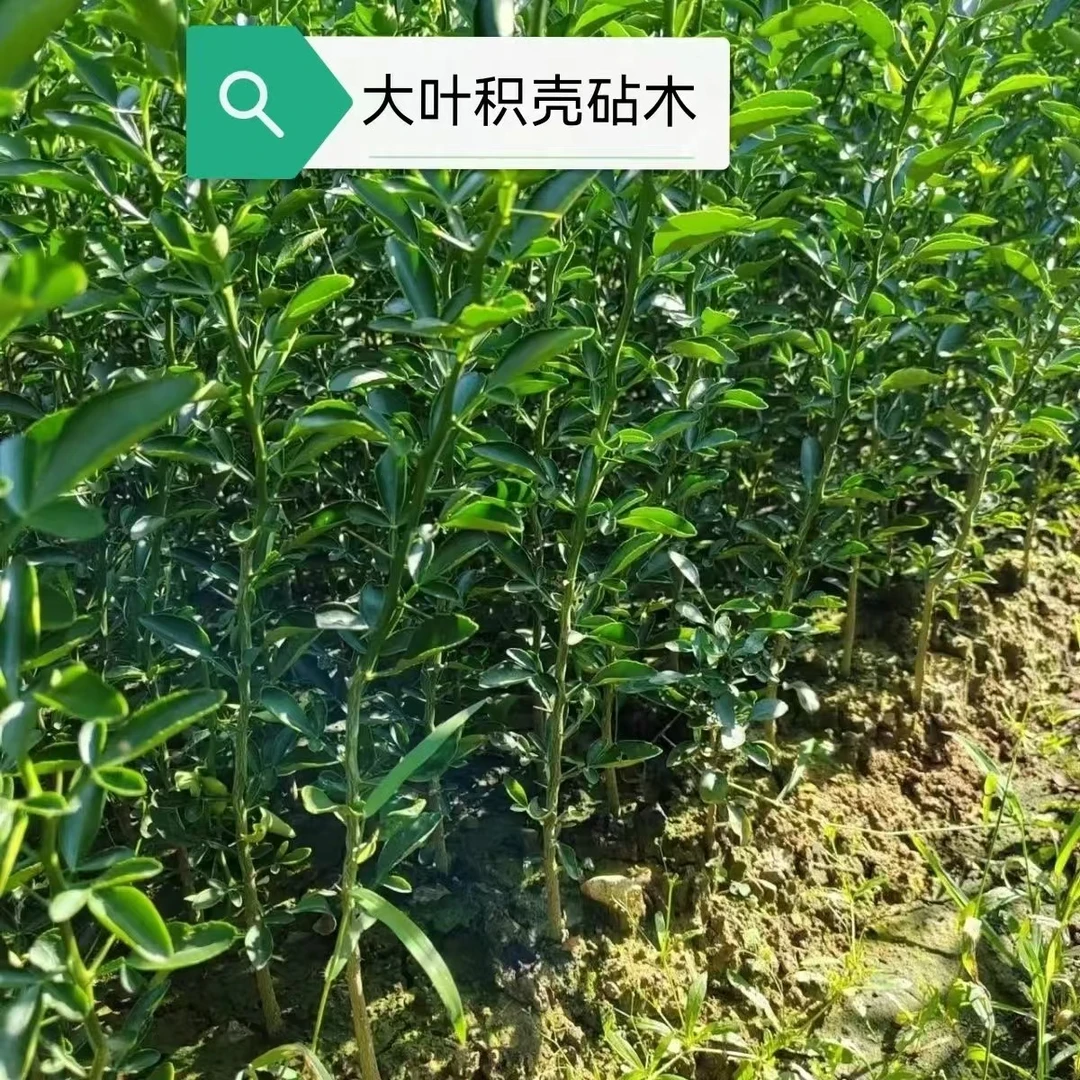 积橙砧木大叶积壳实生苗直生苗
