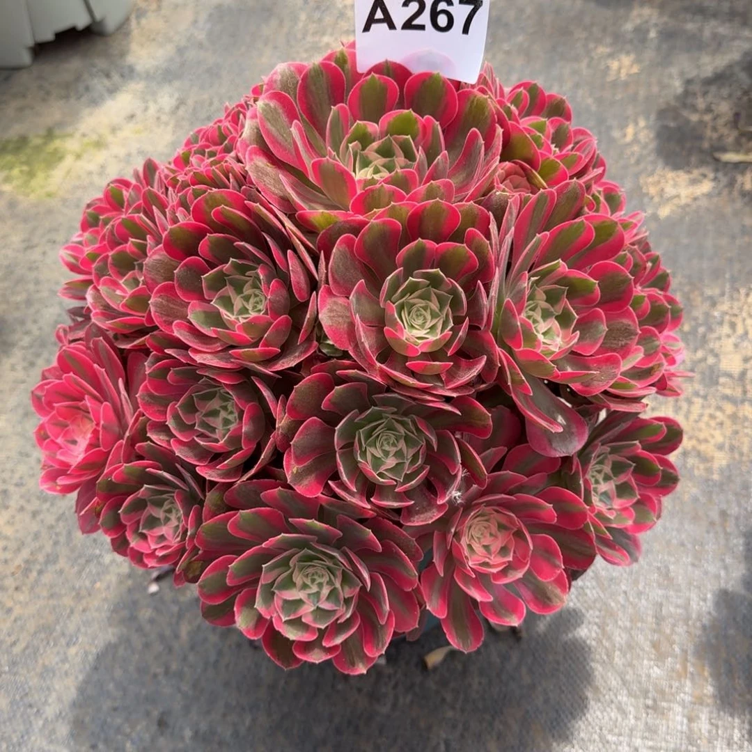 好***多肉植物267初恋寄养