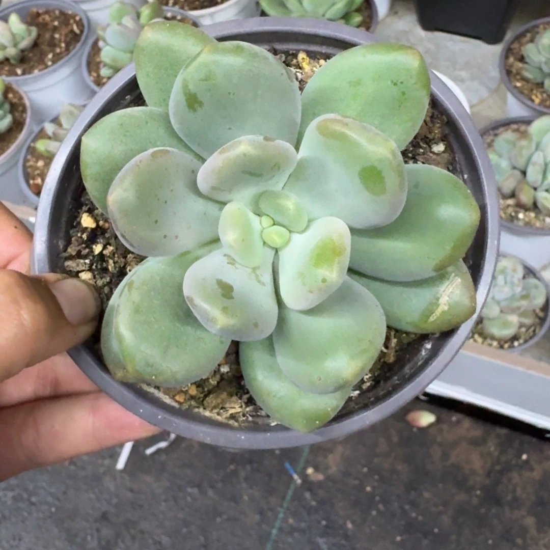 X系列美人新品 一物一拍