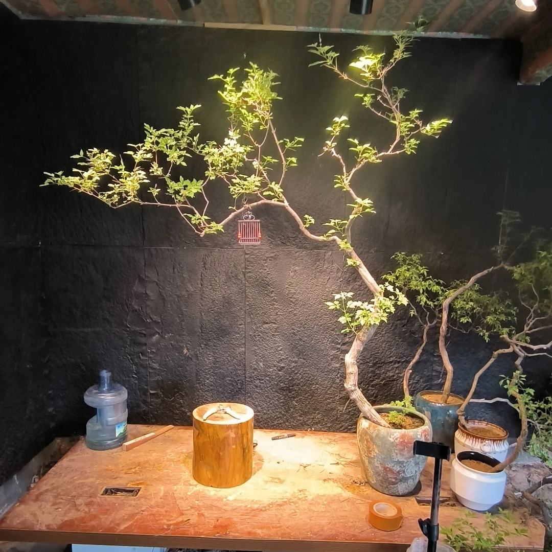 下山黄栌黄荆桃金娘绿植盆景黄栌黄荆盆景素材瘤枝卫矛都老桩美竹