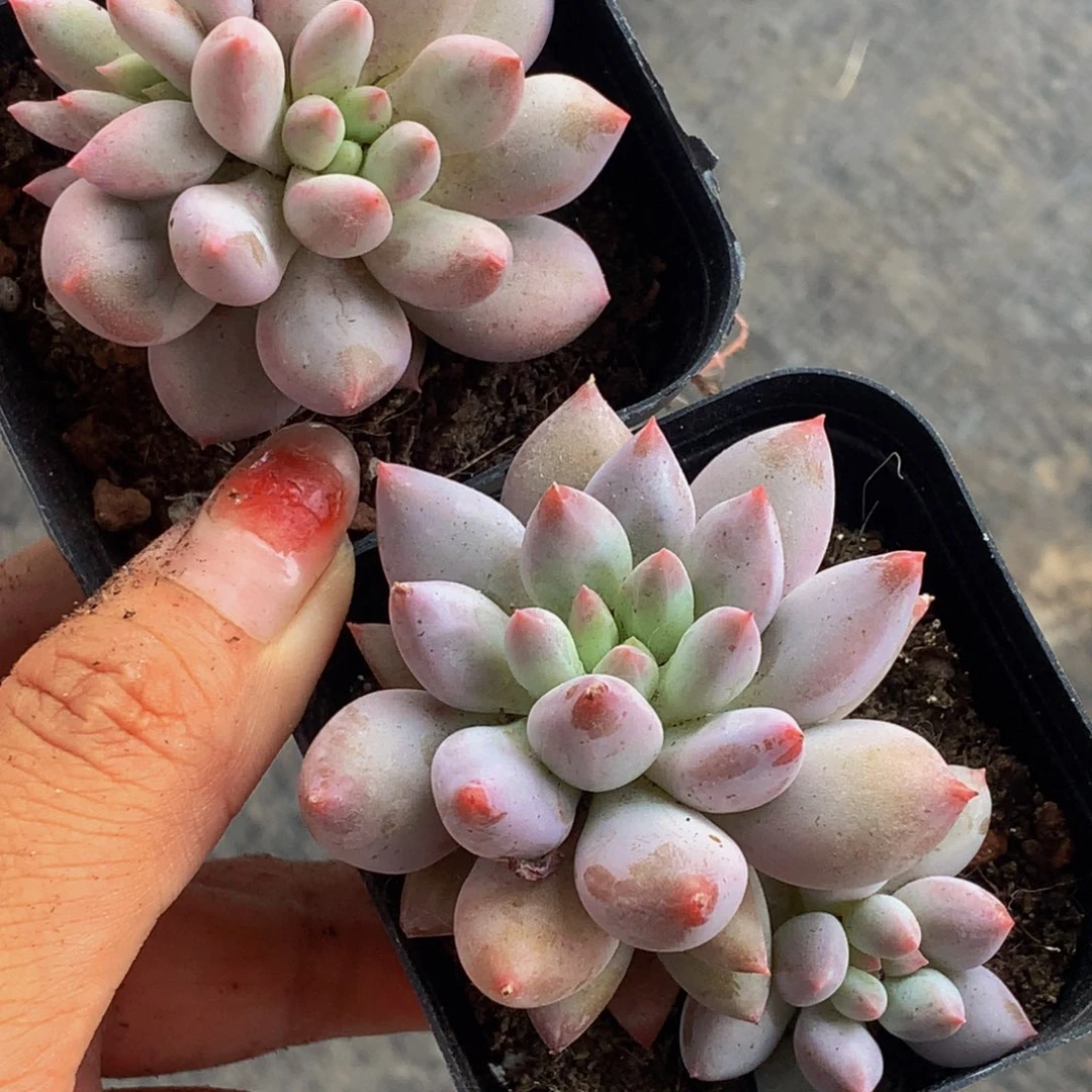 所罗门。（不满9.99 发叶子）