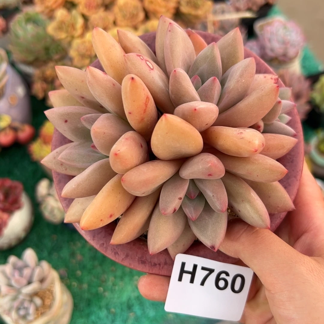 小**?760 多肉植物组合盆栽