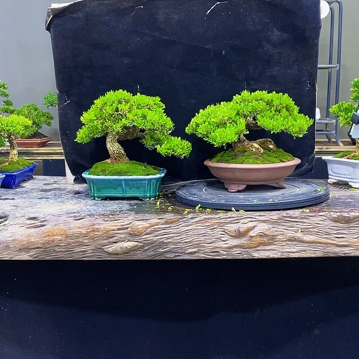 无花朵黄杨盆景四季常青