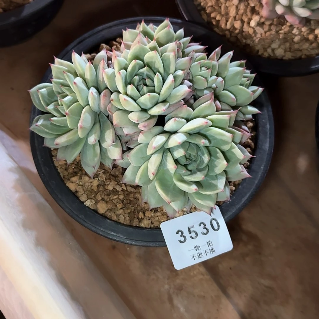 何*门3530号蓝鸟香槟多肉