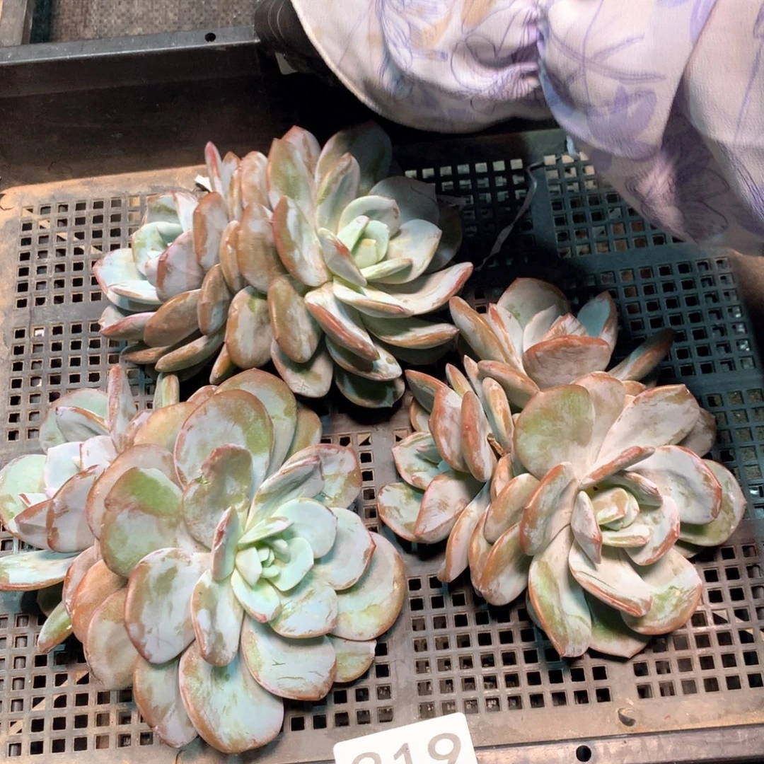 #319不拍冷链不售后。