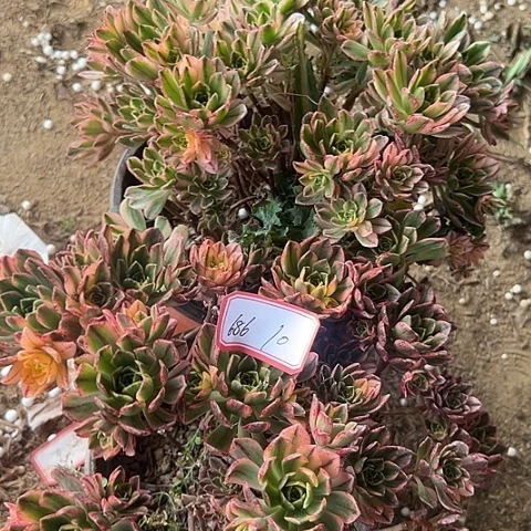 多肉植物甜茶686