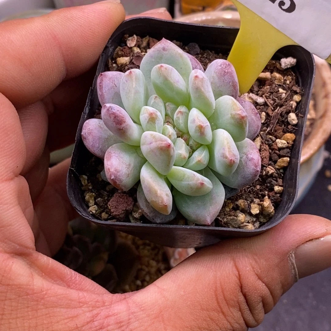 125石榴仔缀化多肉植物