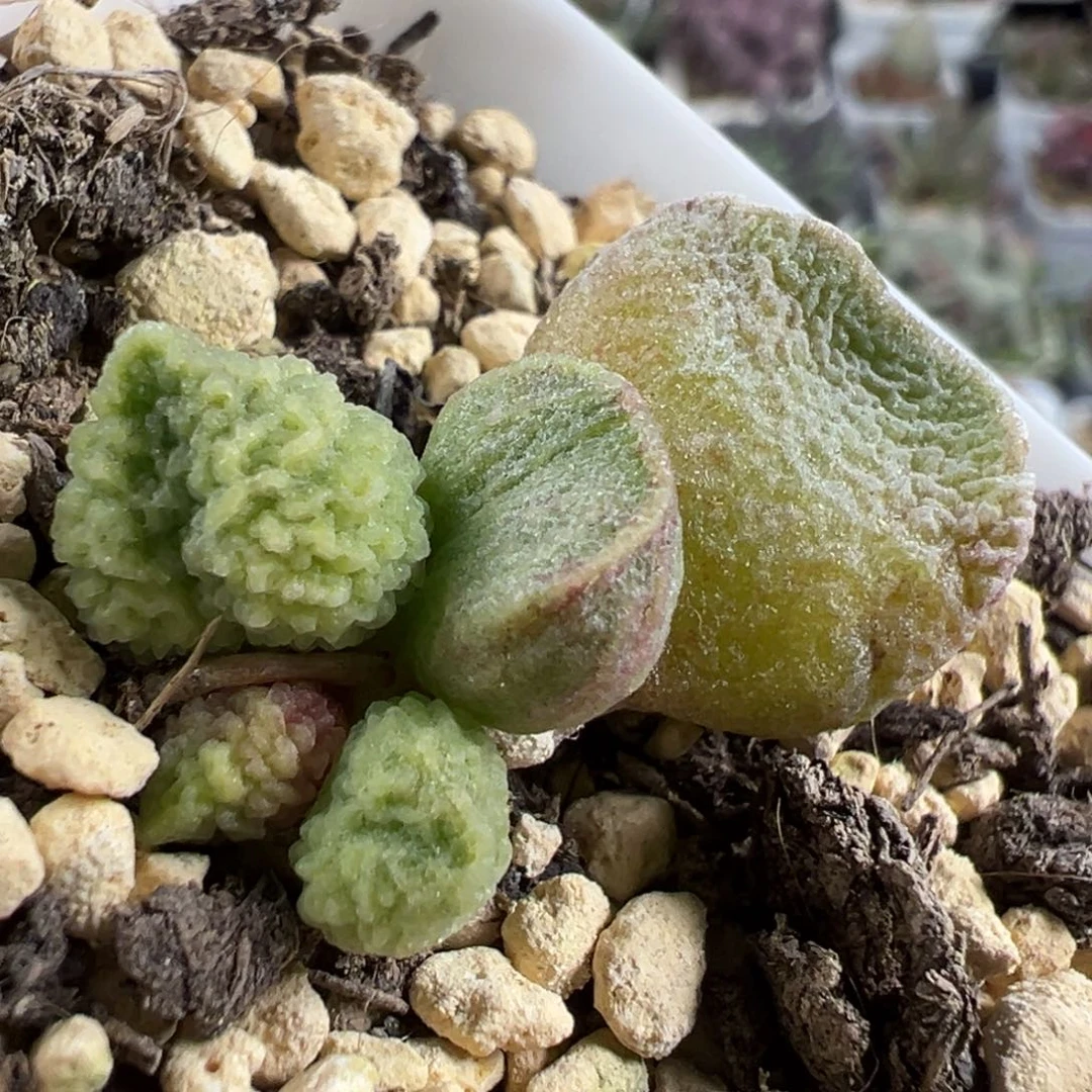 实生底叶苗纹路款多肉植物水泡