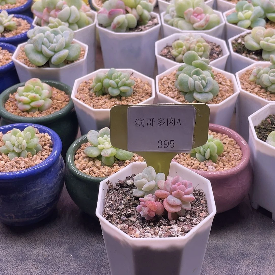 晚***旧滨哥多肉A395冰玉石化红锦