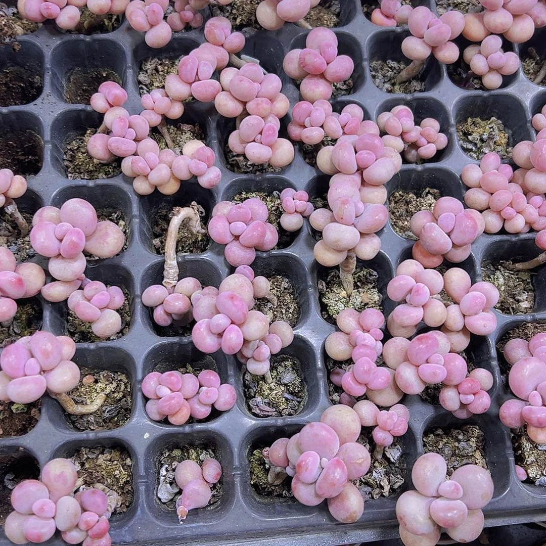 丸叶桃蛋3个19包邮