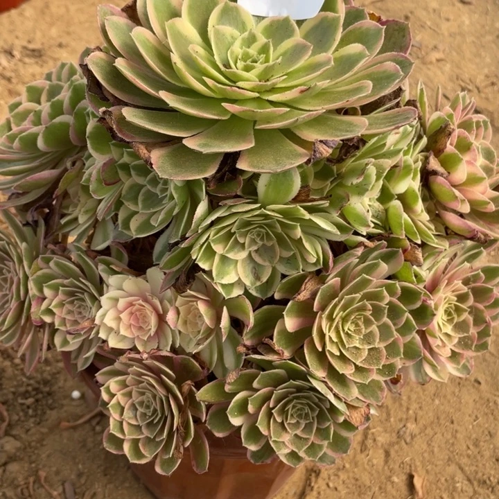 无花朵867多肉植物孔雀翎