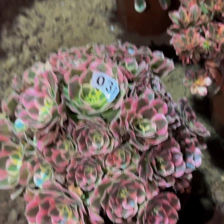 038白凤多肉植物不售后