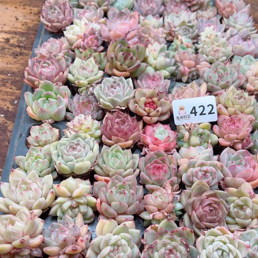 多肉植物多肉植物